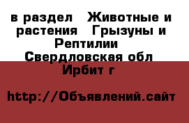  в раздел : Животные и растения » Грызуны и Рептилии . Свердловская обл.,Ирбит г.